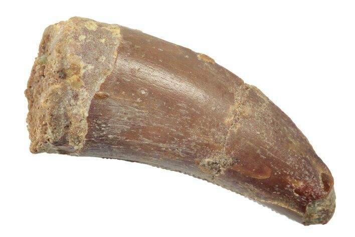 Serrated, Theropod (Deltadromeus?) Pre-Max Tooth - Morocco #238562